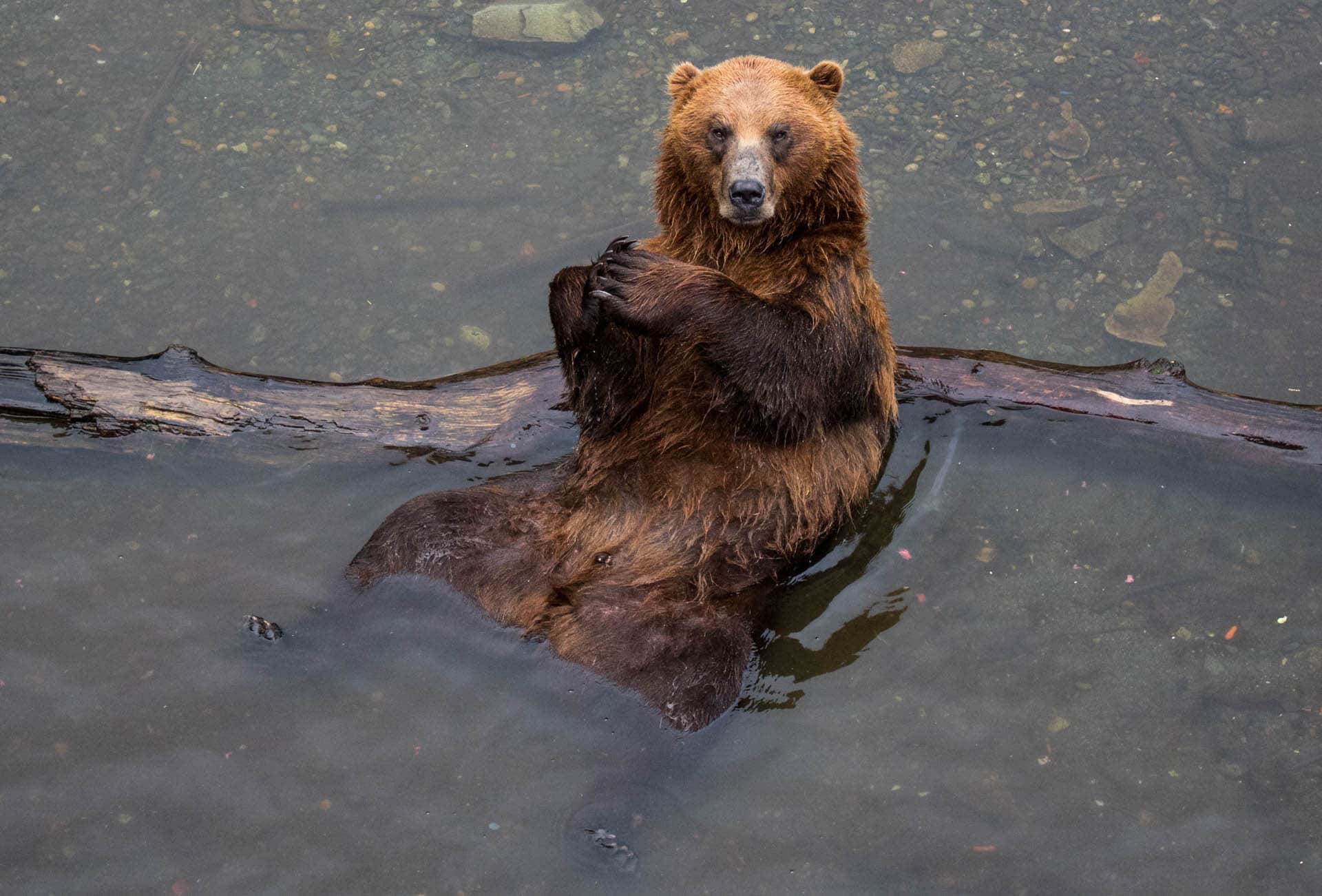 a brown bear in alaska